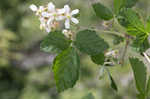 Northern dewberry